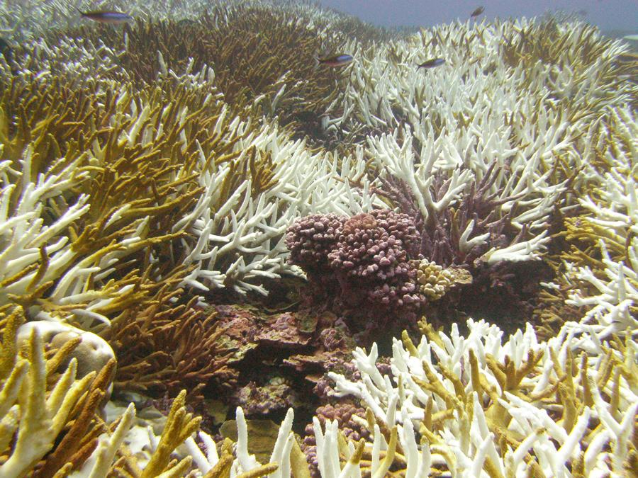 Bleached Corals
