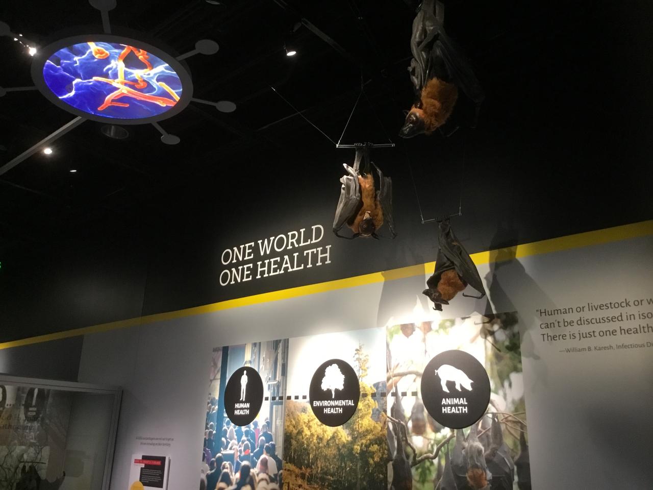 One health theme of Outbreak exhibition at the Smithsonian National Museum of Natural History. By P. Lartey.