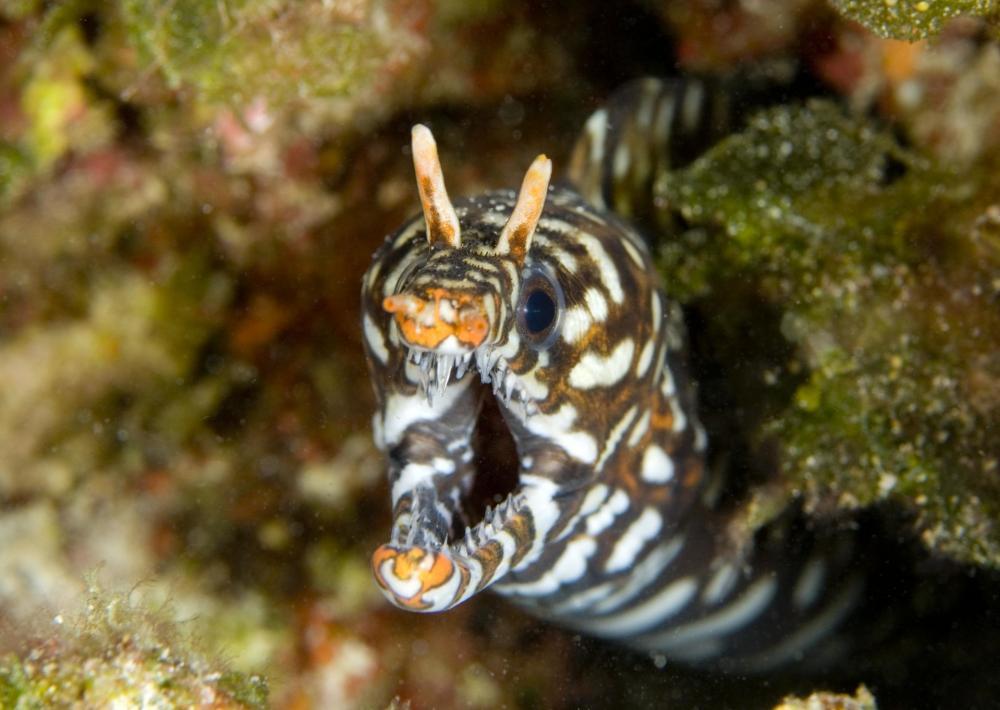 Dragon moray (Enchelycore pardalis) in Hawaiian waters. Photo by Greg McFall/NOAA.
