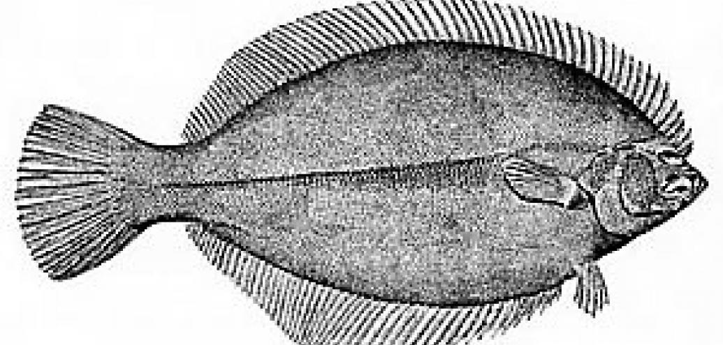 Black and white drawing of a Pseudopleuronectes americanus.