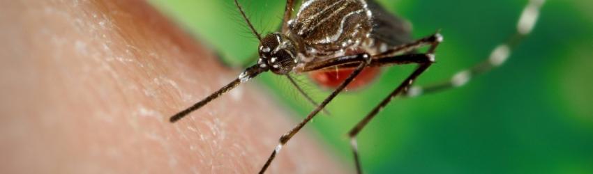 Close up shot of a mosquito, by James Gathany.