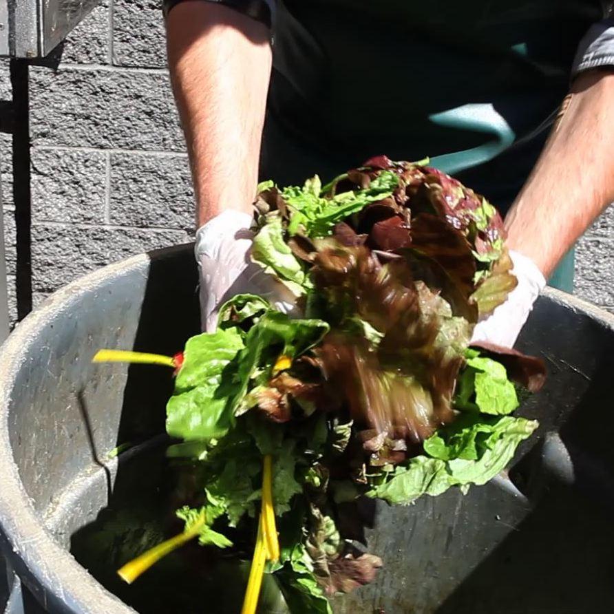Person throwing lettuce and other food waste into a trashcan. From Flickr. 