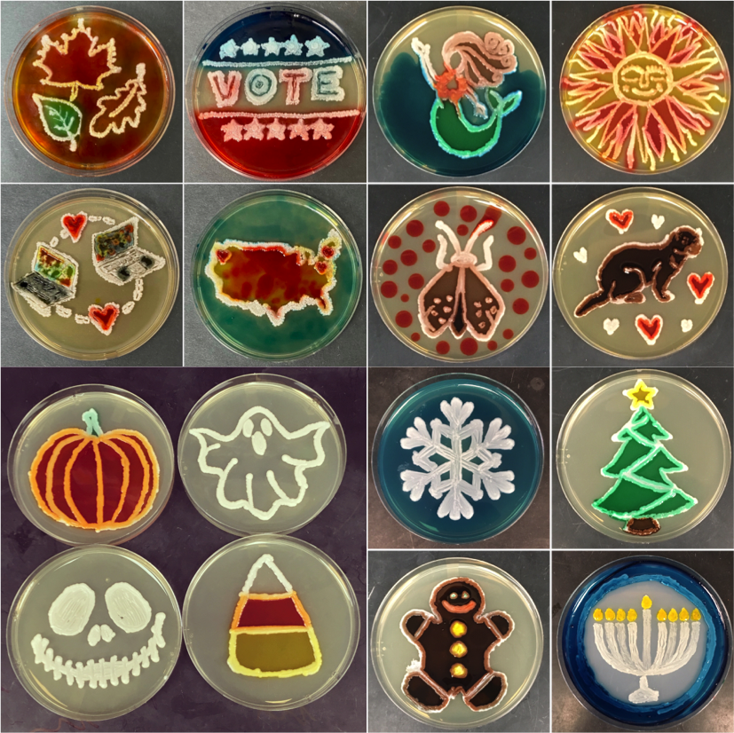 Collage of colorful yeast "drawings" on agar plates. 