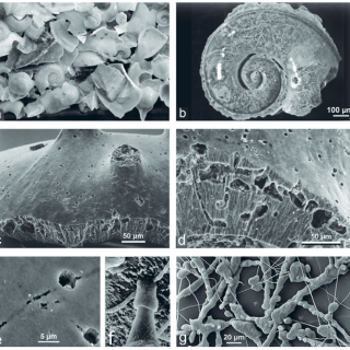 A collage of seven black and white photos of shells and fragments examined by Campbell and her team.