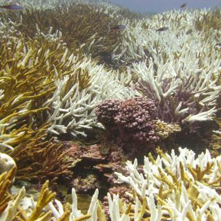 Bleached Corals