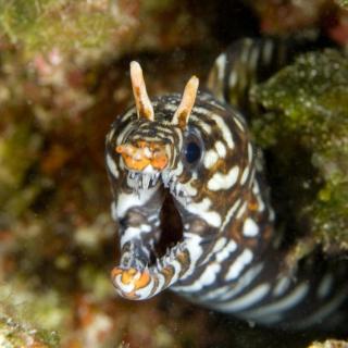 Dragon moray (Enchelycore pardalis) in Hawaiian waters. Photo by Greg McFall/NOAA.