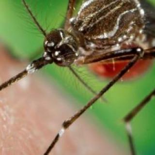 Close up shot of a mosquito, by James Gathany.