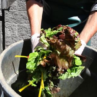 Person throwing lettuce and other food waste into a trashcan. From Flickr. 