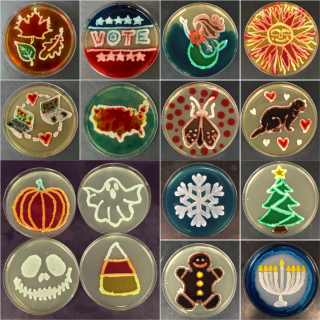 Collage of colorful yeast "drawings" on agar plates. 