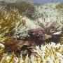 Bleached Corals